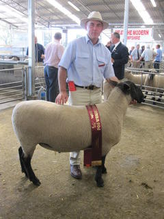 2010 Christchurch Show, First placed Ram Hogget , bred by Peter Boag