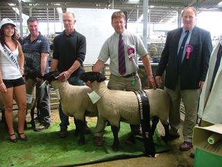 2008 First placed ram hogget, bred by Grant Beckett