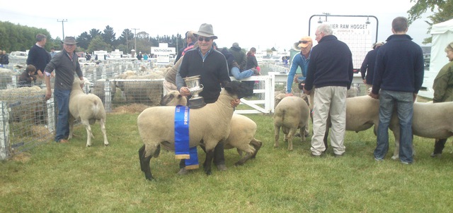Omagh-Interbreed Champion Ram Hogget Ellesmere Show 2014